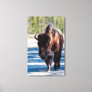 Toile Bison sur la chaussée dans le parc national de Yel