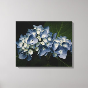 Toile Bleue Hydrangea 8514 Emballée