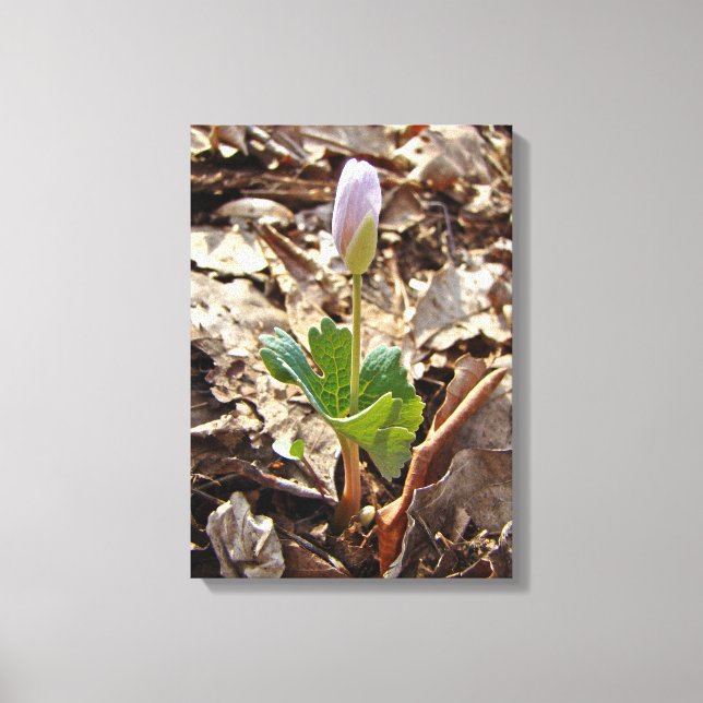 Toile Bloodroot Bud - Harbinger Du Printemps (Recto)