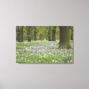 Toile Bluebells et chênes au printemps, Little Hagley