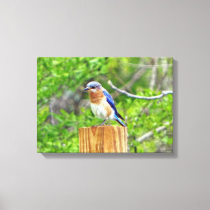Toile Bluebird sur un poteau de clôture