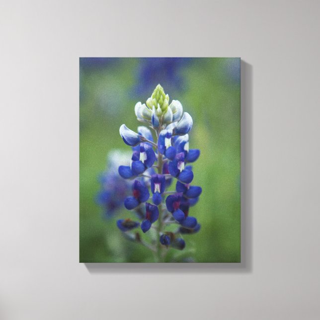 Toile Bluebonnets du Texas (Recto)