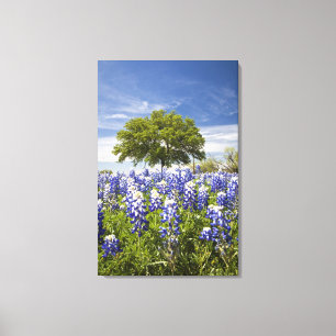 Toile Bluebonnets du Texas (lupinus texensis) et chêne