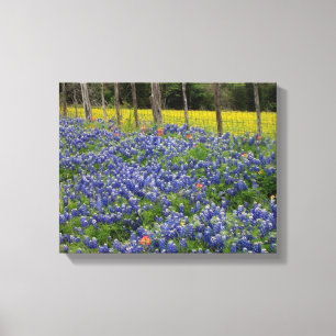 Toile Bluebonnets rustiques