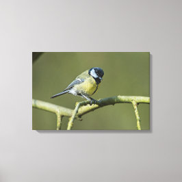 Toile Bluetit