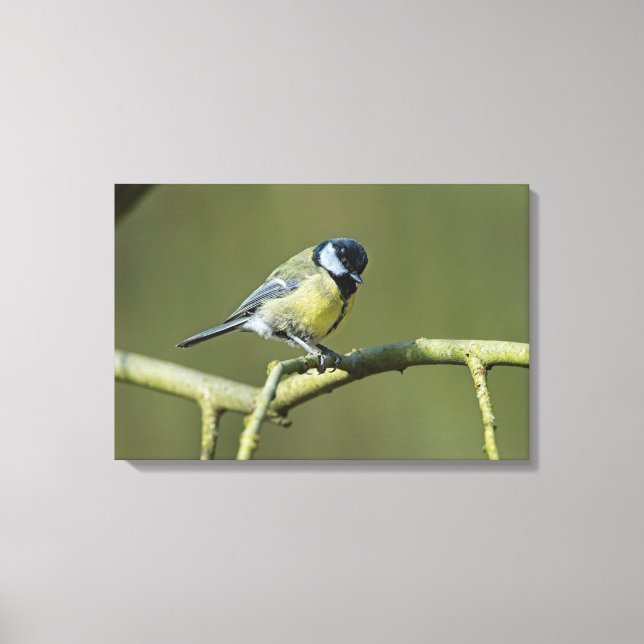 Toile Bluetit (Recto)