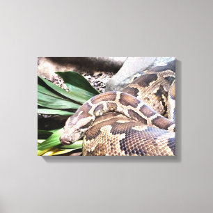 Toile Boa constrictor reptile