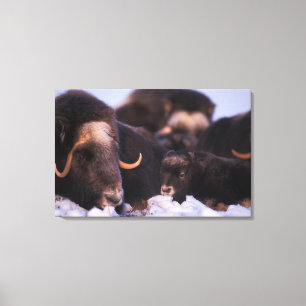 Toile bœuf musqué, Ovibos moschatus, vache avec nouveau-
