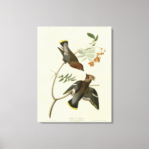 Toile Bohème Chatterer (cire) Audubon Birds Amérique