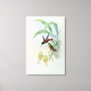 Toile Bonaparte's Star Fronted Hummingbird (lumière colo