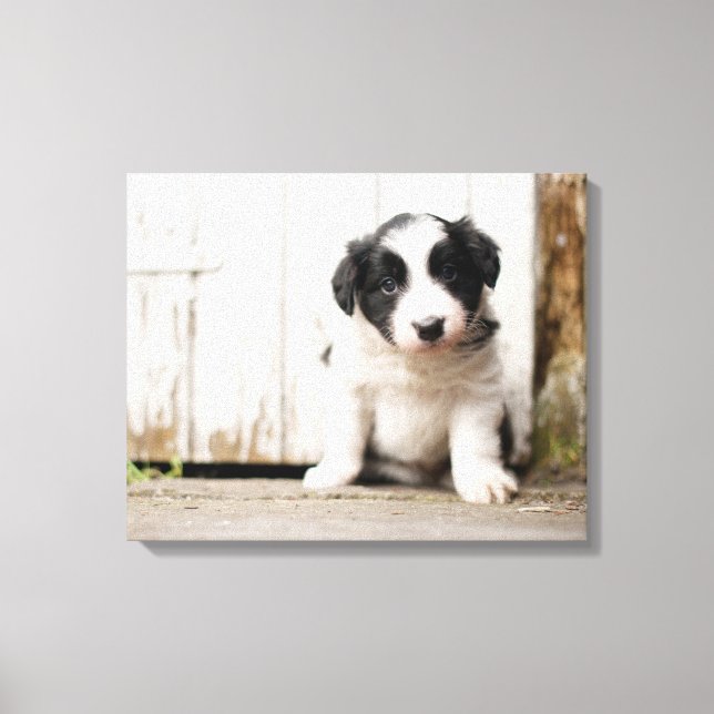 Toile Border Collie (Recto)