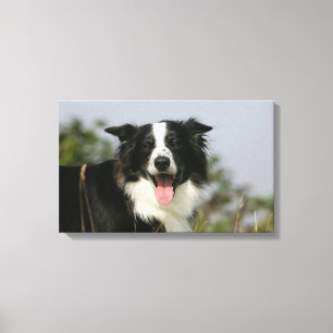 Toile Border collie haletant le Headshot 1