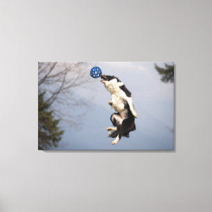Toile Border collie juste avant attraper la haute de