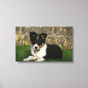 Toile Bordure Collie Chiot avec feuille dans la bouche