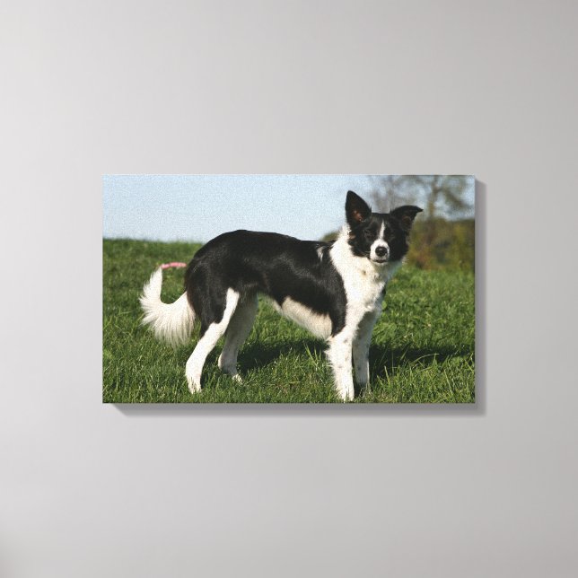 Toile Bordure Collie Debout (Recto)