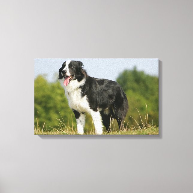 Toile Bordure Collie Panne debout (Recto)