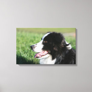 Toile Bordure Collie Puppy S'Éclatant