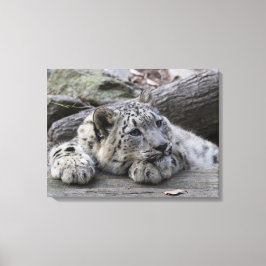 Toile Bored Snow Leopard Cub