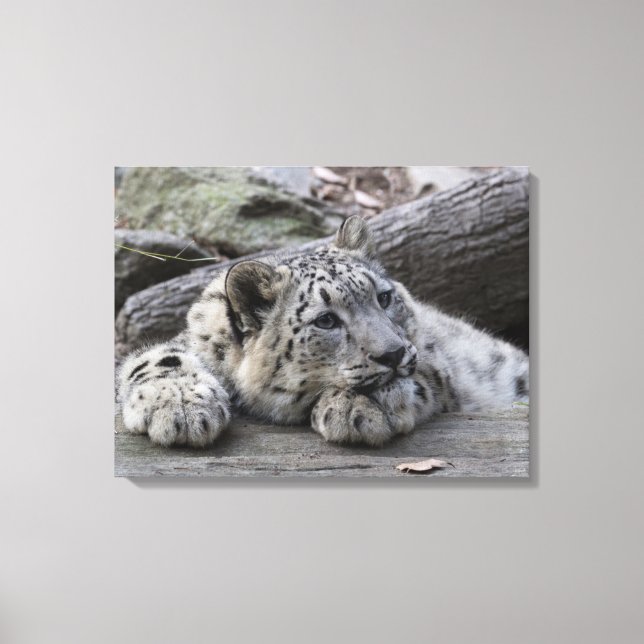 Toile Bored Snow Leopard Cub (Recto)