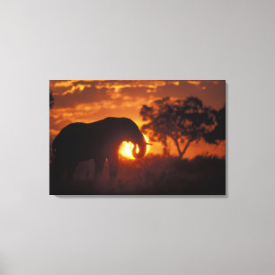 Toile Botswana, parc national de Chobe, éléphant mâle