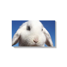 Boucle blanche