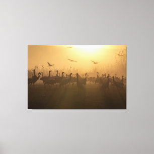 Toile Bouée d'oiseaux de grues au lac Agamon HaHula, Isr