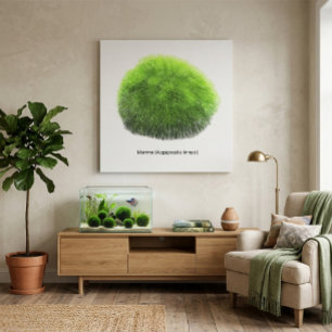 Toile Boule de mousse Marimo dessinée à la main 