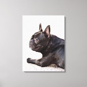 Toile Bouledogue français