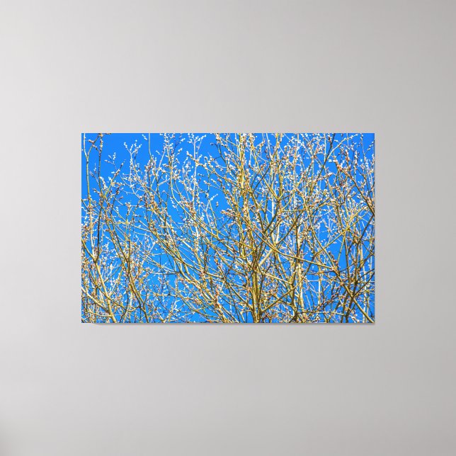 Toile Bourgeons De Saule - Matin Du Printemps (Recto)
