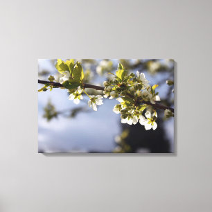 Toile branche de floraison de cerisier blanc ressort
