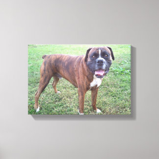 Toile Brindle Boxer Chien Photo Mur Canvas