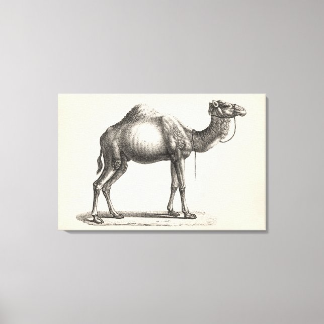 Toile Brodtmann Dromedary Camel croquis (Recto)