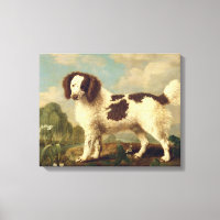 Brown et blanc Norfolk ou Water Spaniel, 1778 (oi