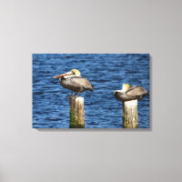Brown Pélican Paire Roosage sur Posts Canvas Impri
