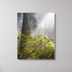 Toile Brume matinale sur Rhododendron