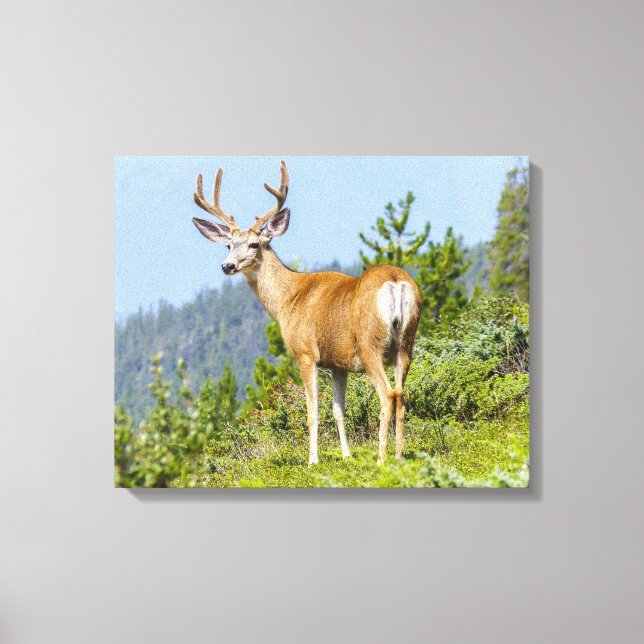 Toile Buck (Recto)