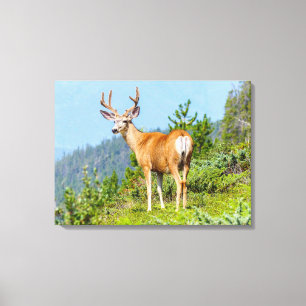Toile Buck