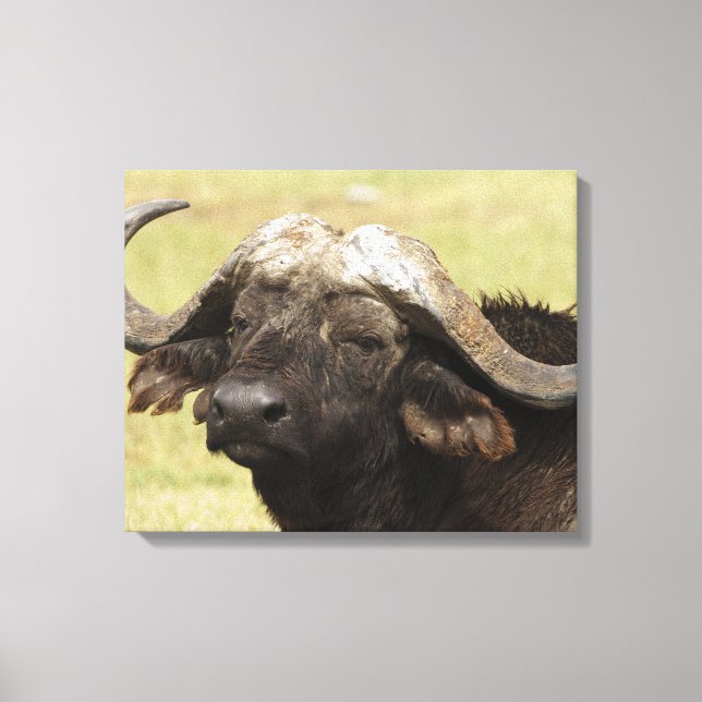 Toile Buffle d'Afrique, Syncerus caffer (Recto)