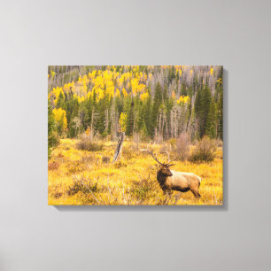 Toile Bull Elk   Rocky Mountain National Park Colorado