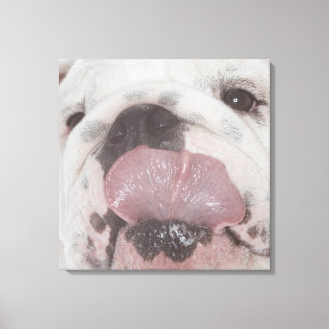 Toile Bulldog 2 (Recto)