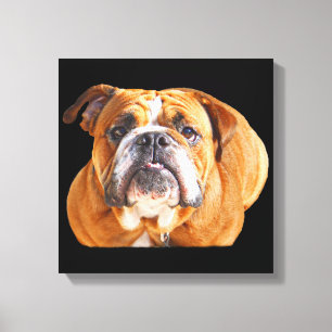 Toile Bulldog Face - Bulldog anglais, Brown