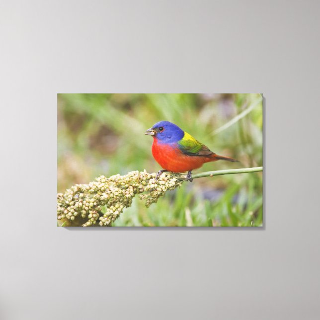 Toile Bunting peint (ciris passeriens) alimentation mâle (Recto)