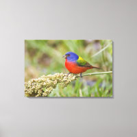 Bunting peint (ciris passeriens) alimentation mâle