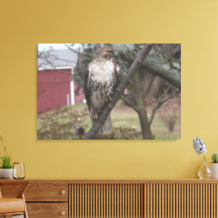 Toile Buse à queue rousse Grange rouge 36" x 24"