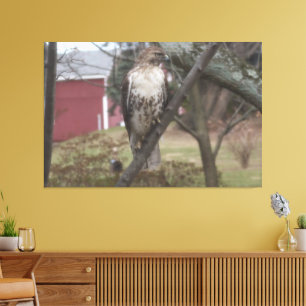 Toile Buse à queue rousse sur grange rouge arbre 60" x 4