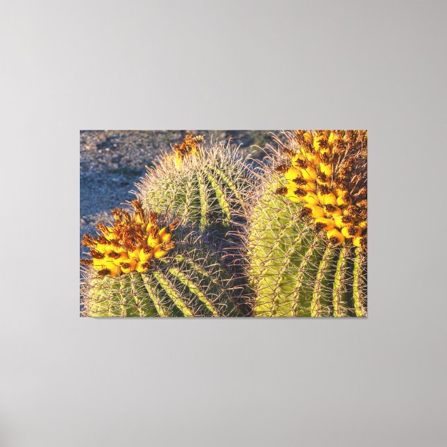 Toile Cactus à barils (Recto)