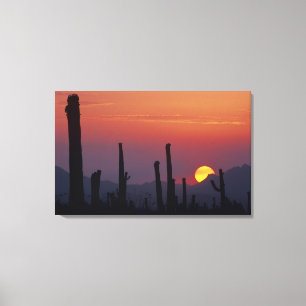 Toile Cactus Saguaro Carnegiea gigantea), Coucher de sol