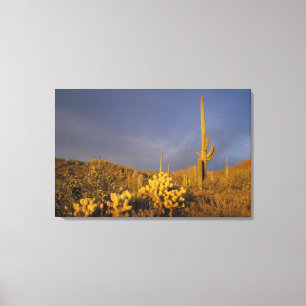 Toile cactus saguaro, Carnegiea gigantea, et teddy