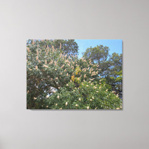 Toile California Buckeye