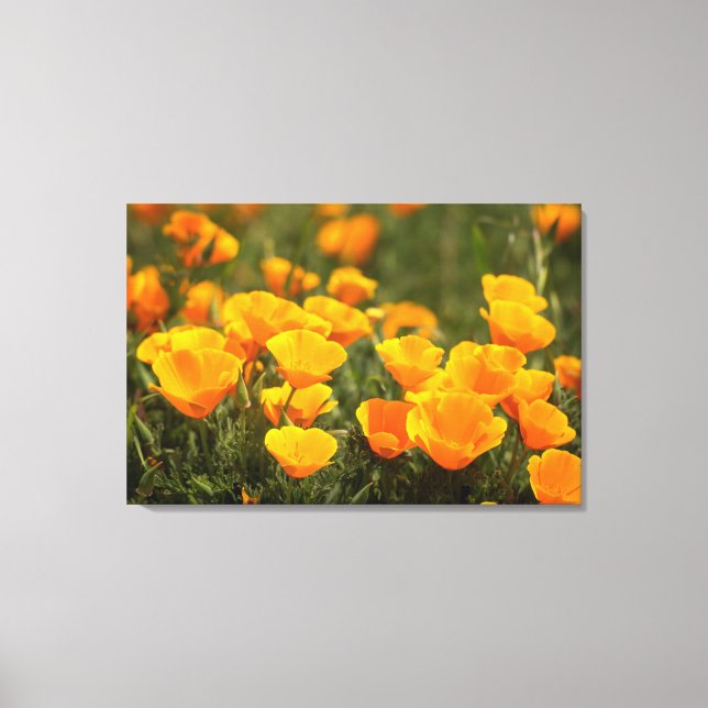 Toile California poppies (Recto)